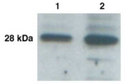 Western Blot of cancer cell lines LnNCap (lane 1) and BT-474 (lane 2) showing specific immunolabeling of KLK-L3. 