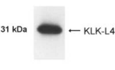 Western Blot of LNCaP cell lysate showing specific immunolabeling of Kallikrein 13 (KLK-L4).