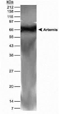 Western Blot of human testis lysate showing specific immunolabeling of Artemis.