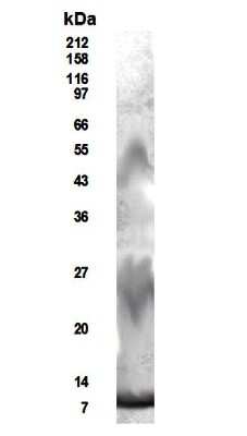 Western Blot of transfected HEK 293T cell lysate showing specific immunolabeling of secreted mouse RELM-beta from media.  