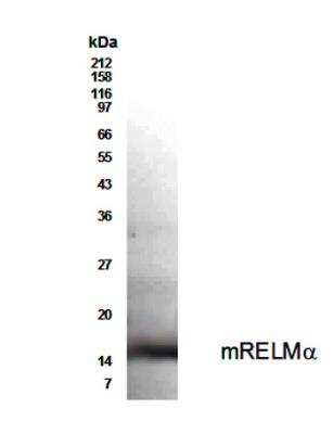 Western Blot of transfected 293T cells showing specific immunolabeling of RELM alpha.