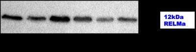 Western Blot of mouse BV2 cell lysate showing specific immunolabeling of RELM alpha.