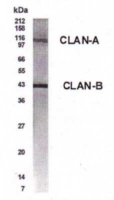 Western Blot of lung lysate showing specific immunolabeling of CLAN. This antibody detects CLAN-A and CLAN-B isoforms.