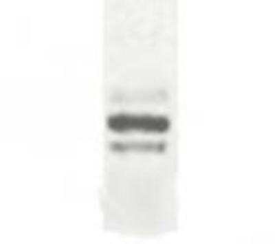 Western Blot of transfected full-length ESDN in 293T cells showing specific immunolabeling of ESDN/DCBLD2.