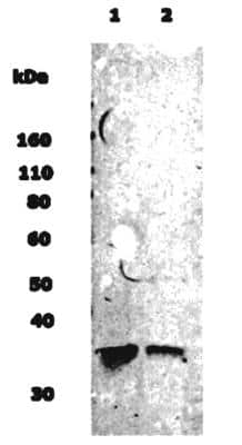 Western Blot of 10 ug of rat neural stem cell lysate (lane 1) and normal human brain lysate (lane 2) showing specific immunolabeling of Musashi-1.