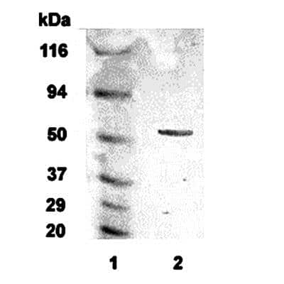 Western Blot of 20 ug of human brain lysate showing specific immunolabeling of Alpha 2c Adrenergic Receptor.