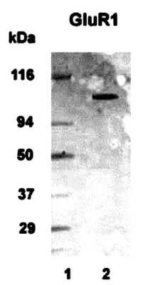 Western Blot of 20 ug of human brain lysate showing specific immunolabeling of mGluR1.