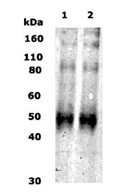 Western Blot of 10 ug of human brain lysate (lane 1) and rat brain lysate (lane 2) showing specific immunolabeling of Kappa Opioid Receptor / KOR-1.