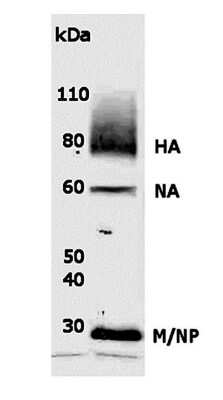 Western Blot of 3 ug of intact A/California/14/2009 H1N1 virions showing specific immunolabeling of Influenza A H1N1.  This antibody detects: Hemagglutinin (HA) ~75 kDa, Neuraminidase monomer (NA) ~55 kDa, Matrix (M) ~26 kDa and Non-structural Protein monomer (NP) ~26-27 kDa (M and NP often co-migrate as 1 band).