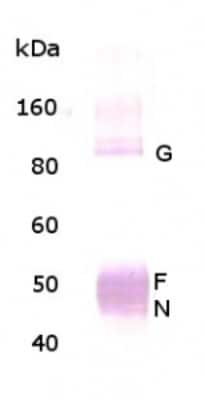 Western Blot of 3 ug of RSV virions (subgroup A-Long strain) showing specific immunolabeling of Respiratory Syncytial Virus.  The antibody detects the following RSV proteins: Glycoprotein (G) ~90 kDa, Fusion (F) protein ~55 kDa, and nucleocapsid (N) protein ~46 kDa.  Overexposure of the blot can result in detection of M2 protein (~22 kDA-not shown).