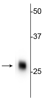 Western blot of rat cerebellar lysate showing specific immunolabeling of the ~ 28 kDa calbindin protein. 