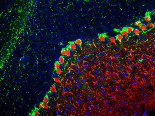 Immunofluorescence of a section of rat cerebellum showing specific labeling of calbindin (cat. 302-CALB, 1:1000, red) in the dendrites of Purkinje cells. Axons are labeled green with anti-Neurofilament H antibody ( cat. 1451-NFH , 1:25,000), and additional nuclear staining with DAPI. 