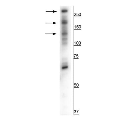 Western blot of lysed HFF cells that were serum starved for 24 hours and then refed for 30 minutes showing specific immunolabeling of the ~130-260 kDa CaSR protein.