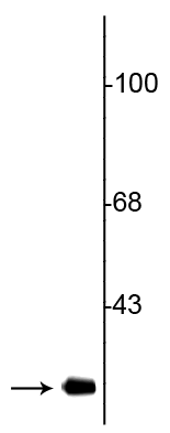 Western blot of rat striatal lysate showing specific immunolabeling of the ~28 kDa Cdk5 protein.