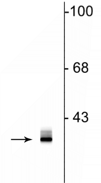 Western blot of rat hippocampal lysate showing specific immunolabeling of the ~35 kDa clavesin protein. 