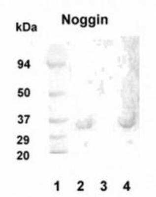 Western Blot of 20 ug of human hippocampus lysate (lanes 2 and 4) showing specific immunolabeling of Noggin and peptide absorption control in lane 3.