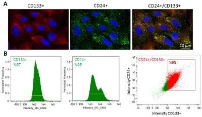  Immunostaining of normal ovarian and tumor tissue sections showing specific labeling of CD133.  Staining of CD133 in OSE layer (A, B) as well as cortex (C) reveals specific CD133+ cells with relatively higher cell numbers in BL and HG. Area within dotted lines in BN OSE (A) are magnified in (B) while elliptical/spindle shaped CD133+ cells in cortex from various fields were represented in the composite image in (C) of BN and HG. Large CD133+ cells in cortex were also observed.  Image from the following publ