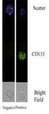 Chromatin Immunoprecipitation showing staining of CD133 in Bone Marrow Mononuclear Cells by immunofluorescence.