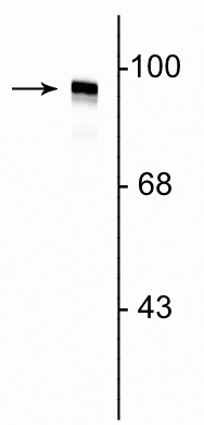 Western Blot of rat cortical lysate showing labeling of the ~95 kDa dynamin protein. 