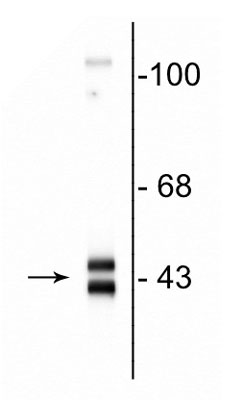 Western blot of rat hippocampal homogenate showing specific immunolabeling of the ~42-44 kDa ERK/MAPK protein.