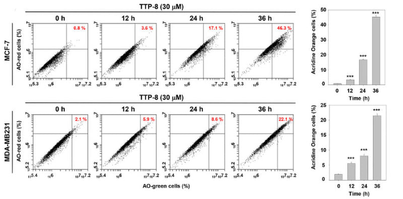 MCF-7 and MDA-MB231 cells (5 10 5 cells/well) treated with TTP-8 were then incubated with Acridine Orange (AO, Cat no 6130) at 37C for 30 min and analyzed using flowcytometry. Data represent means ± SD. *p < .05, **p < .01, ***p < .001 versus non-treated cells. Image from publication, CC-BY-4.0, PMID: 39257214.