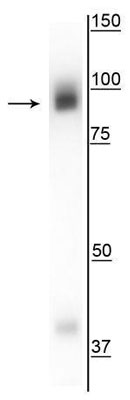 Western blot of rat hippocampal lysate showing specific immunolabeling of the ~93 kDa gephyrin protein.