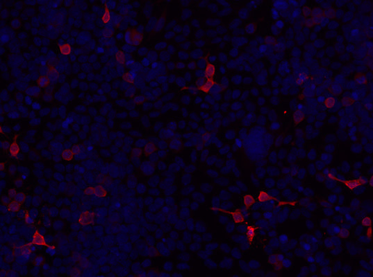 Immunolabeling of permeabilized HEK293 cells specifically labeling intracellular Kv1.2 (Cat no 75-008, 1:200, red) and DAPI labelling DNA (blue). Images kindly provided by Ivan Talucci and Maric Hans, Rudolf Virchow Center for Integrative and Translational Bioimaging. 