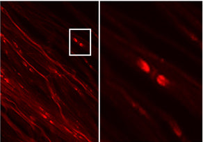 Immunolabeling of permeabilized mouse teased fibers, where in red is the juxta-paranodal staining for Kv1.2 (Cat no 75-008, 1:200, red). Murine sciatic nerves were dissected from hind limbs, fixed in 4% paraformaldehyde, and washed in PBS. The epineurium was removed prior to teasing. Teased fibers were air-dried and stored at −20°C until further usage. Obj. 63x, scale bar = 10um.  Images kindly provided by Ivan Talucci and Maric Hans, Rudolf Virchow Center for Integrative and Translational Bioimaging.