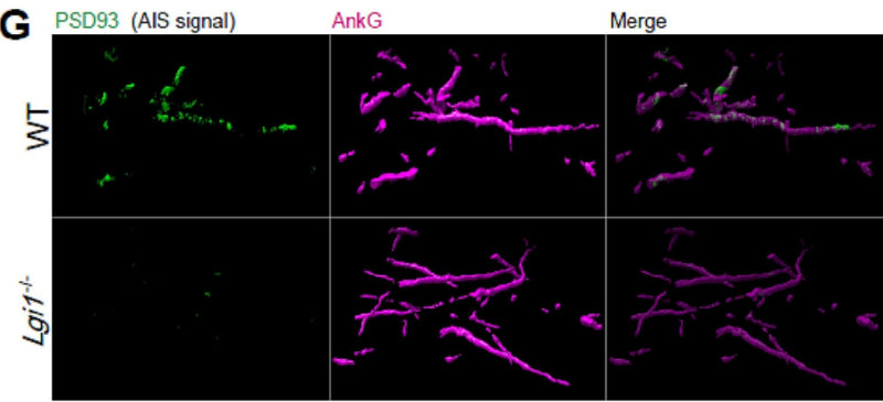 Surface representation of PSD93 labelling at the AIS of CA3 pyramidal neurons in WT (top panels) and Lgi1−/− (bottom panels) mouse hippocampi. Magenta: AnkG, Green: PSD93 (cat. 75-057). Image from publication CC-BY-4.0. PMID:38663634