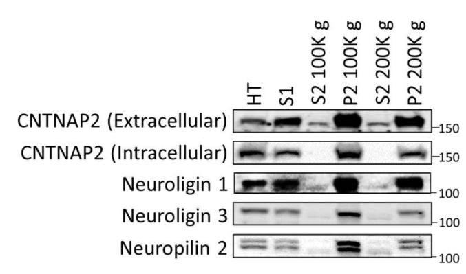 Western blots of tissue fractionation of mouse cortex demonstrate the presence of smaller shed ectodomains of CNTNAP2 (intracellular),CNTNAP2 (extracellular) (cat. 75-075), Neuroligin 1 and 3, and Neuropilin 2 in S2 fractions. Image from publication CC-BY-4.0. PMID:38962061