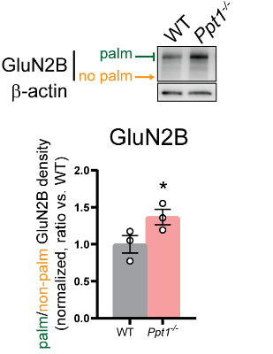 Representative immunoblots and quantification of the palmitoylated/non-palmitoylated ratio (normalized to β-actin) of GluN2B (cat. 75-097, 1:1000) in mouse APEGS-processed visual cortical synaptosomes at P42. Image from publication CC-BY-4.0. PMID:38798824