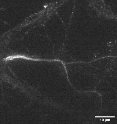 Axon initial segment (AIS) label of rat hippocampal neurons using Anti-Pan-Neurofascin (Extracellular) Antibody FL490 Conjugate (cat. 75-172-FL490, 1:250) in live at DIV6. Image kindly provided by Xuesi Zhou, Interdisciplinary Institute for Neuroscience, France.