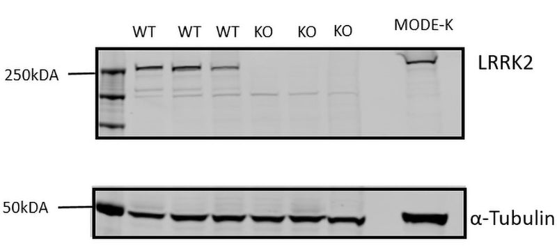 Western blot of cells isolated from the spleen of LRRK2 WT and KO mice showing specific immunolabeling of LRRK2 protein (Cat 75-253, 1:1000). Anti-Alpha-tubulin and MODE-K lysate were used as controls. The image was kindly provided by Rebecca Pemberton from the Swamy Lab, University of Dundee, United Kingdom.