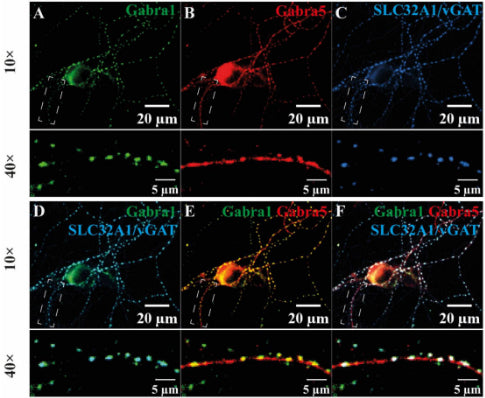 Immunolabelling showing α1-/α5-containing GABAA receptors demonstrated synaptic localizations in a primary hippocampal neuronal culture. Distributions of α1 and α5 (cat. 75-401, 1:1000) subunits (A,B) were co-stained with the inhibitory presynaptic marker protein vGat (C). (D) The α1 subunit was mostly synaptically localized, opposing vGat, whereas α5 was distributed at both the soma and synapse and often showed co-localization with α1-vGat puncta at the synapse (E,F). CC-BY-4.0. PMID:38201218