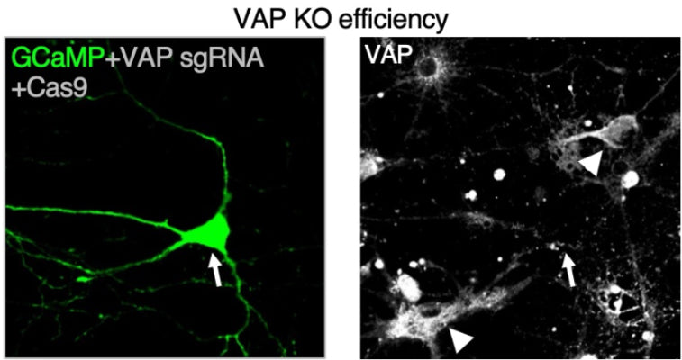 Representative images of transfected neurons (white arrow) expressing GCaMP or MitoPAGFP (green) and VAP CRISPR-Cas9 sgRNAs (e) and immunostained for VAP (cat. 75-496, 1:100;  white) show reduced VAP immunofluorescence compared to untransfected, Control neurons (white arrowheads), identified using Map2. Similar results were obtained with VAP shRNA KD.  Image from publication CC-BY-4.0. PMID:38177103