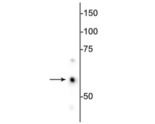 Western blot of HeLa cell lysate showing specific immunolabeling of the ~60 kDa HSP60 protein.