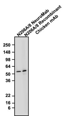 Western blotting of rat brain homogenate with Antibodies Incorporated anti-GFAP mouse mAb (Cat No. 75-240) and Aves Labs anti-GFAP recombinant chicken Mab (Cat No. 78-240) antibodies (10 µg/ml). The mouse mAb and chicken mAb were detected with anti-mouse-HRP and anti-chicken-HRP, respectively. Recombinant chicken anti-GFAP mAb recognizes endogenous GFAP with similar sensitivity as the anti-GFAP NeuroMab in the rat brain homogenate at ~50 kDa. 