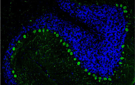 Representative section of formalin fixed, paraffin-embedded rat brain cerebellum region showing staining of Purkinje cells with Aves Labs anti-CALB1 recombinant chicken monoclonal antibody (visualized in green, Cat No. 78-448) at 1:100 dilution. The stained sections were mounted with Antibodies Incorporated FluoroshieldTM with DAPI and DABCO mounting medium (Cat No. AR-6505). DAPI nuclear stain (blue) shows cell nuclei. Anti-CALB1 specifically stains the Purkinje cells in the cerebellum. Magnification 100X.