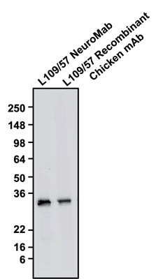 Western blotting of rat brain homogenate with Antibodies Incorporated anti-CALB1 (calbindin) mouse mAb (Cat No. 75-448) and Aves Labs anti-CALB1 recombinant chicken mAb (Cat No. 78-448) antibodies (10 µg/ml). The mouse Mab and chicken mAb were detected with anti-mouse-HRP and anti-chicken-HRP, respectively. Recombinant chicken anti-CALB1 mAb recognizes endogenous CALB1 with similar sensitivity as the anti-CALB1 NeuroMab in the rat brain homogenate at ~30 kDa.  