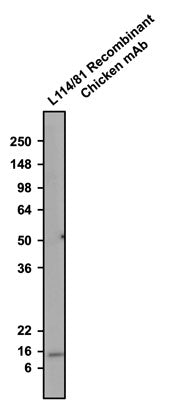 Western blotting of rat whole brain homogenate with Aves Labs anti-Parvalbumin recombinant chicken mAb (Cat No. 78-479) antibody (10 µg/ml) and detected with anti-chicken-HRP. Aves Labs recombinant chicken anti-Parvalbumin mAb recognizes endogenous Parvalbumin in the rat whole brain homogenate at ~12 kDa. 