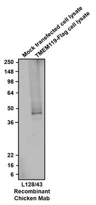 Western blotting of mock transfected and TMEM119-FLAG transfected COS-7 lysates with Aves Labs anti-TMEM119 recombinant chicken mAb (Cat No. 78-512) antibody (10 µg/mL) and detected with anti-chicken-HRP. Aves Labs recombinant chicken anti-TMEM119 mAb recognizes exogenous TMEM119 only in TMEM119-FLAG transfected COS-7 lysates at ~40 kDa. 