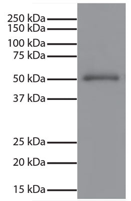 Human IgG was resolved by electrophoresis, transferred to PVDF membrane, and visualized using Mouse Anti-Human IgG Fc (Cat. No. 80-6101) followed by Goat Anti-Mouse IgG, Human ads-HRP secondary antibody and chemiluminescent detection.