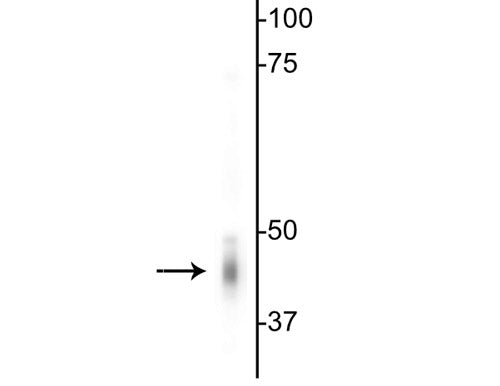 Western blot of mouse whole brain lysate showing specific immunolabeling of the ~46 kDa γ2-subunit of GABAA Receptor.