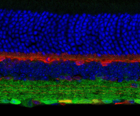 Immunostaining of mouse retina showing specific labeling of the GABAA-R γ2 subunit (cat. 832A-GG2C, green, 1:300) and calbindin (red). The blue stain is DAPI staining nuclear DNA. Photo courtesy of Dr. Arlene Hirano, UCLA.