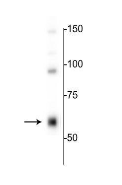 Western blot of rat hippocampal lysate showing specific immunolabeling of the ~64 kDa α4-subunit of the GABAA-R. 