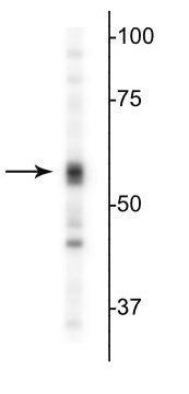 Western blot of mouse whole brain showing specific immunolabeling of the ~55 kDa α5-subunit of the GABAA-R.