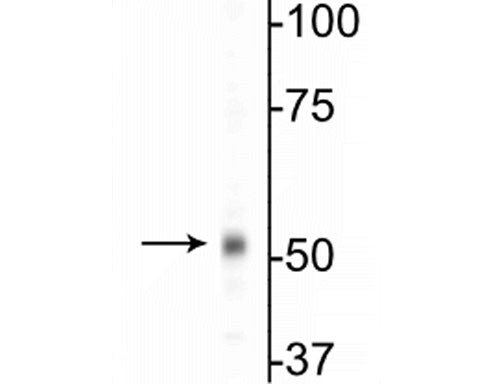 Western blot of mouse whole brain lysates showing specific immunolabeling of the ~55 kDa β1-subunit of the GABAA-R.