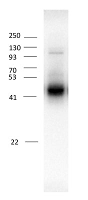 Western blot of rat cortical neurons showing specific immunolabeling of the ~53 kDa β3-subunit of the GABAA-R (1:1000). Image kindly provided by Lidong Liu, University of British Columbia, Vancouver.