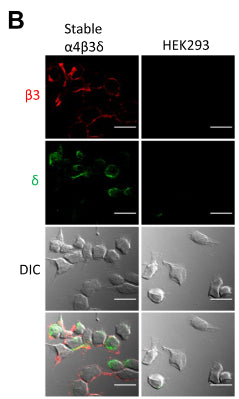 Characterisation of the α4β3δ-GABAAR-expression HEK293 stable cell line. Fluorescent immunolabeling of β3 experession of either α4 β3 or δ (cat. 868A-GDN, 1:200) subunits. Image from publication CC-BY-4.0. PMID: 39100896