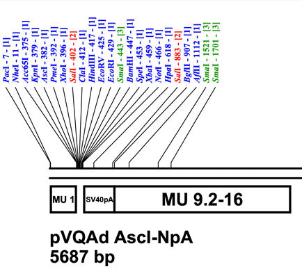 pAd AscI-NpA Shuttle Plasmid